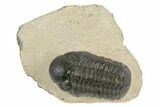 Detailed Reedops Trilobite - Atchana, Morocco #190274-2
